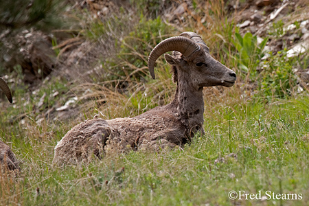 Mount Evans Big Horn Sheep Ewe